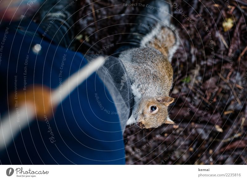 On the up and up. Stil Freizeit & Hobby Spielen Tourismus Ausflug Abenteuer Mensch Umwelt Natur Tier Park Wildtier Tiergesicht Fell Eichhörnchen 1 festhalten