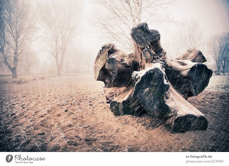 Gestrandet I Umwelt Natur Landschaft Pflanze Urelemente Sand Winter Wetter Nebel Eis Frost Baum Wald Strand gigantisch groß kalt braun Baumstamm Baumstumpf