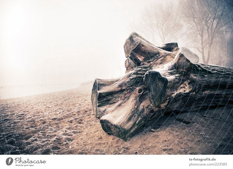 Gestrandet II Umwelt Natur Landschaft Pflanze Urelemente Sand Luft Wasser Horizont Winter Wetter Nebel Eis Frost Baum Küste Seeufer Strand alt kalt braun