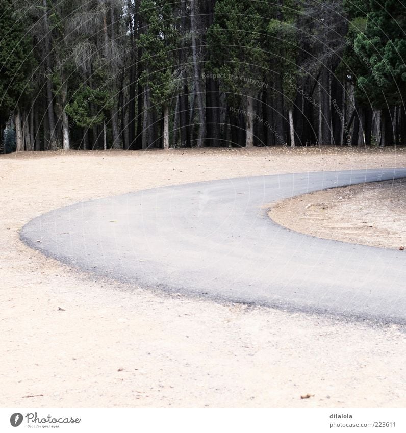 Natur Sand Herbst Wald Einsamkeit schön Farbfoto Gedeckte Farben Außenaufnahme Menschenleer Morgen Kontrast Tag