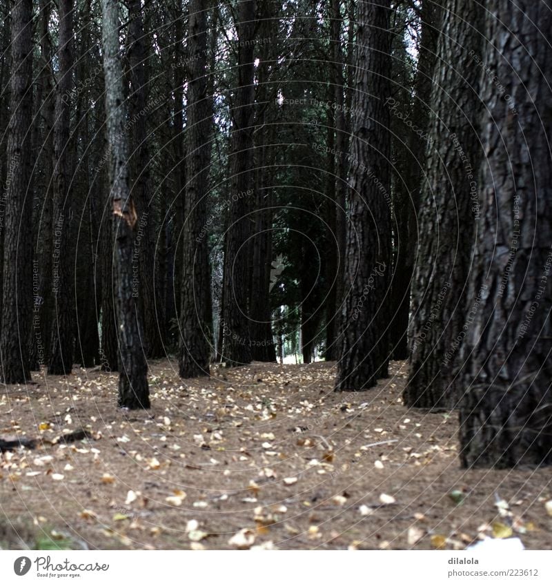 Umwelt Natur Landschaft Pflanze Herbst Wald Einsamkeit Ende Farbfoto Gedeckte Farben Außenaufnahme Menschenleer Morgen Abend