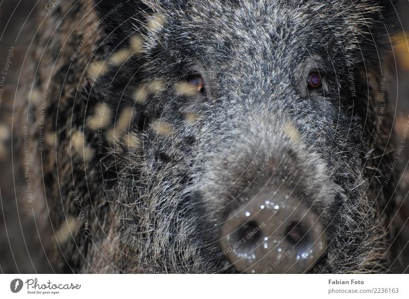 Wildschwein Natur Herbst Wald Tier Wildtier Tiergesicht Fell Zoo Schwein 1 Jagd rennen Blick Aggression bedrohlich wild Jagt Eber Farbfoto Außenaufnahme