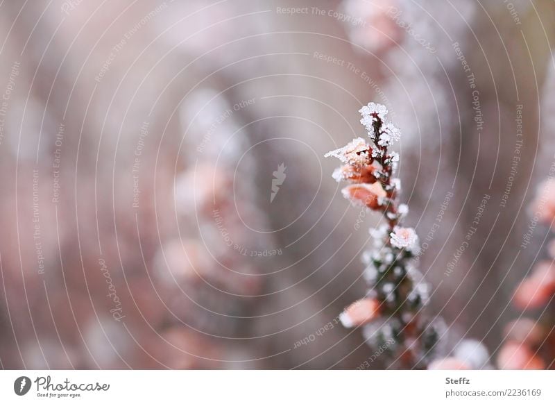 erster Frost Zierheide Heidekraut Kälte Raureif Winterkälte Calluna vulgaris vereist vereiste Blumen frieren Wintereinbruch Kälteeinbruch Kälteschock heimisch