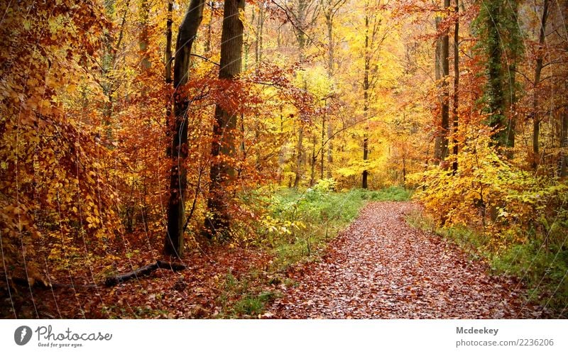 Frohe Weihnachten 2017 Umwelt Natur Landschaft Pflanze Herbst schlechtes Wetter Regen Baum Blume Gras Moos Blatt Wildpflanze Wald Blühend leuchten authentisch