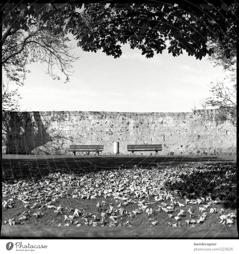 Im Park Natur Herbst Baum Blatt Symmetrie Bank Mauer Zweige u. Äste Herbstlaub Blätterdach Sitzgelegenheit Textfreiraum unten Schwarzweißfoto Außenaufnahme