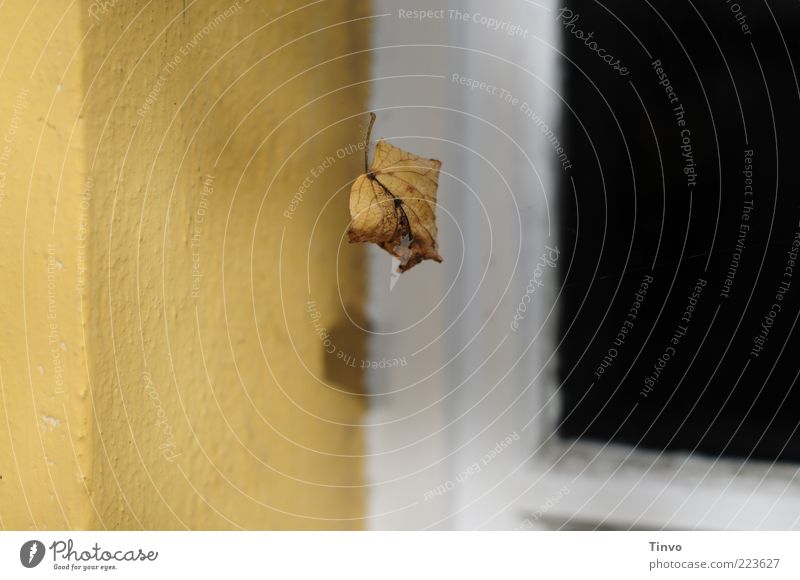 leaf Herbst Schönes Wetter Blatt Mauer Wand Fenster Tür fallen hängen Vergänglichkeit Wandel & Veränderung vertrocknet Herbstlaub verweht Ecke Fensterrahmen