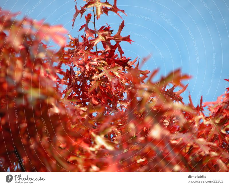 Blätter Blatt Baum Herbst rot Ahorn Himmel blau