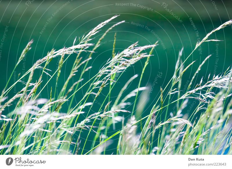 Grünzeug Pflanze Luft Wasser Sommer Gras Sträucher Flussufer warten dünn grün Wind wehen wackeln türkis Natur zart sanft Unschärfe Farbfoto mehrfarbig