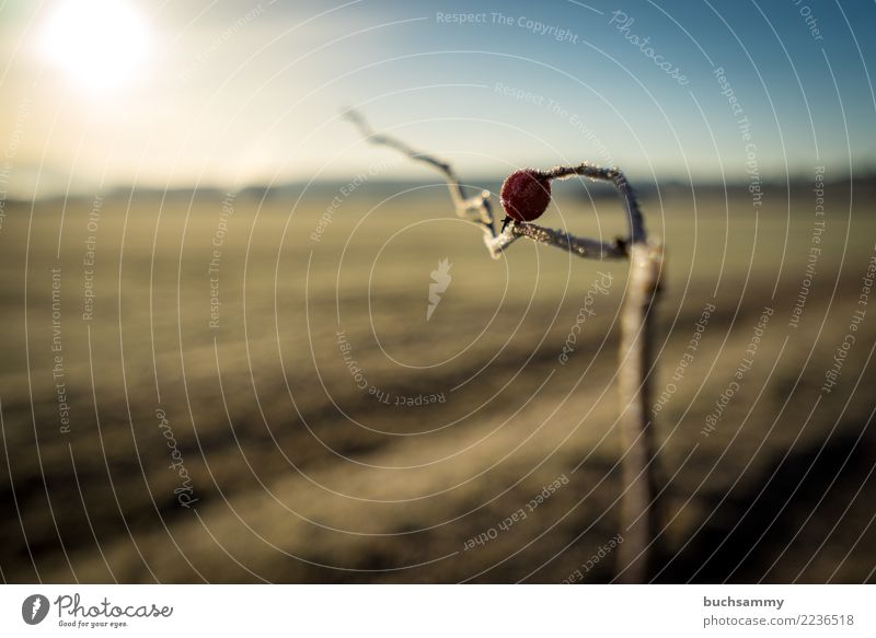 Hagebutte Winter Natur Pflanze kalt blau braun rot Ast Hundsrose Jahreszeiten Raureif Sonnenschein Frost Farbfoto Gedeckte Farben Außenaufnahme Tag Sonnenlicht