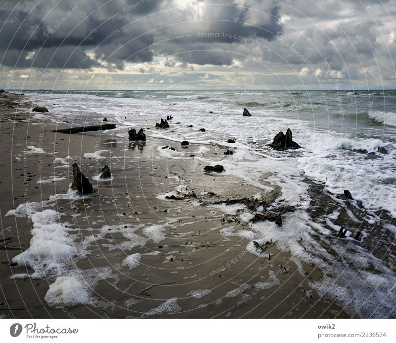 Drift Umwelt Natur Landschaft Urelemente Wasser Wolken Horizont Schönes Wetter Baumstumpf Küste Ostsee Weststrand leuchten maritim nass wild chaotisch