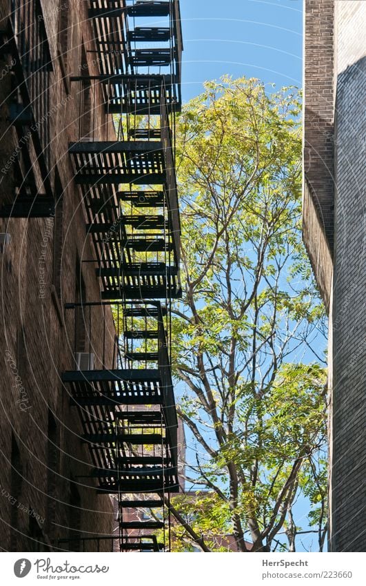 Zwischen Raum Baum Haus Mauer Wand Treppe Feuerleiter Backsteinwand Fluchtweg Farbfoto Außenaufnahme Menschenleer Textfreiraum links Hintergrund neutral Licht