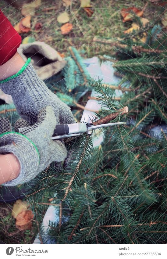 Grab abdecken Gartenarbeit Friedhof Grabschmuck Frau Erwachsene Hand Tannenzweig Tannengrün Tannennadel Handschuhe Gartenschere Arbeit & Erwerbstätigkeit kalt