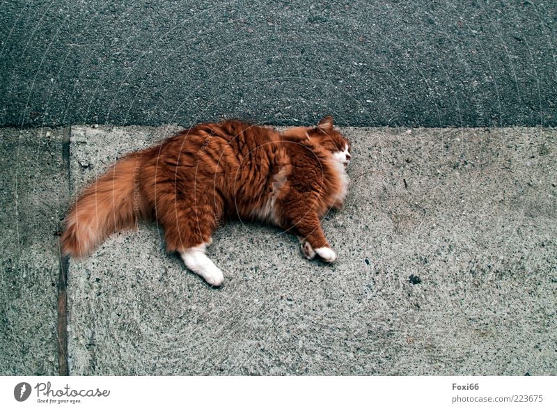 Am Pflaster horchen Umwelt Sommer Kleinstadt Platz Haustier Katze 1 Tier Beton Linie beobachten entdecken liegen Spielen frech lustig rebellisch schön blau gold