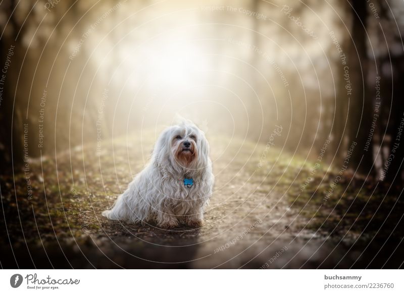 Sonnenhund Natur Tier Wege & Pfade Fell langhaarig Haustier Hund 1 klein weiß Bichon Bichon-Havanais Bichon-frise Havaneser Malteser Säugetier Wuschel