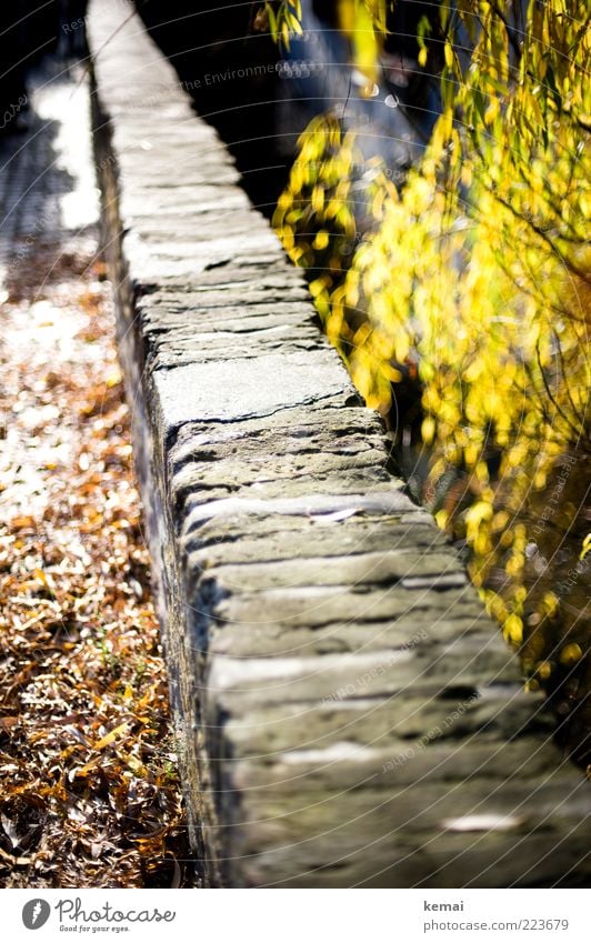 Endlose Mauer (LT Ulm 14.11.10) Umwelt Natur Sonne Sonnenlicht Herbst Schönes Wetter Pflanze Baum Sträucher Blatt Grünpflanze Wildpflanze Garten Park Wand Stein