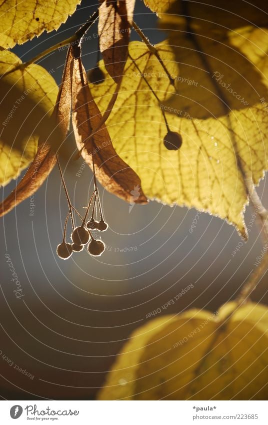 Damals im Herbst... Natur Sonnenlicht Schönes Wetter Pflanze Blatt Lindenblatt Lindenblüte atmen beobachten genießen träumen Wachstum authentisch einzigartig