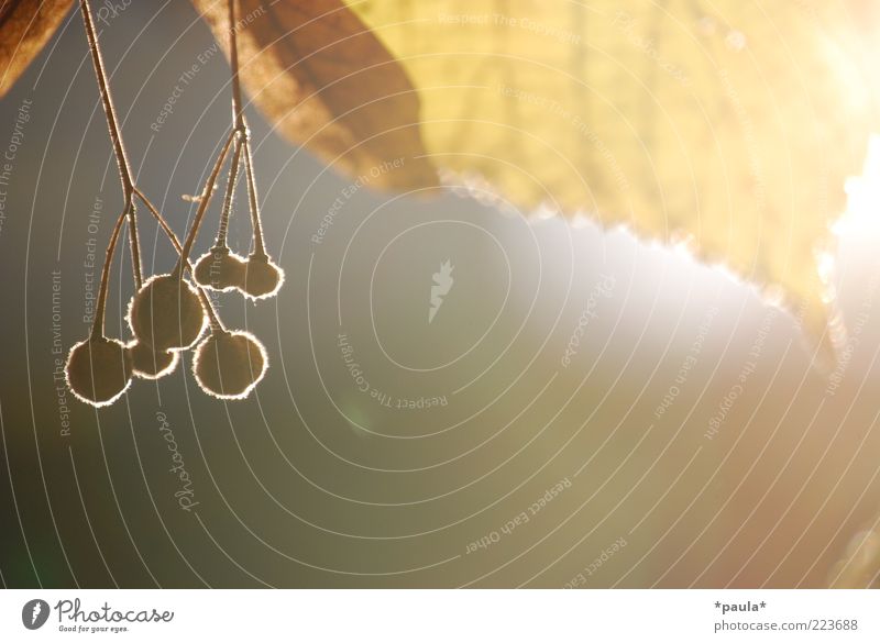 Herbstlicht Natur Sonnenlicht Schönes Wetter Blatt Linde Lindenblüte beobachten genießen leuchten träumen natürlich rund schön weich braun gelb Lebensfreude