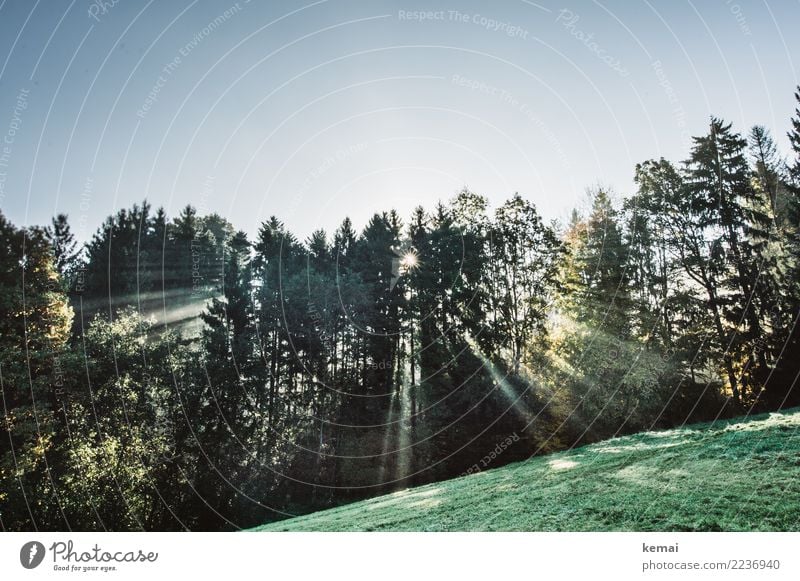 Lichtstrahlen Wohlgefühl Zufriedenheit Sinnesorgane Erholung ruhig Freizeit & Hobby Freiheit Natur Landschaft Pflanze Wolkenloser Himmel Herbst Schönes Wetter