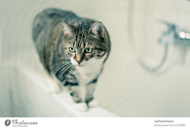 Katzenbad Häusliches Leben Wohnung Bad Tier Haustier Tiergesicht Hauskatze 1 stehen ästhetisch Sauberkeit braun grau grün Farbfoto Innenaufnahme Nahaufnahme