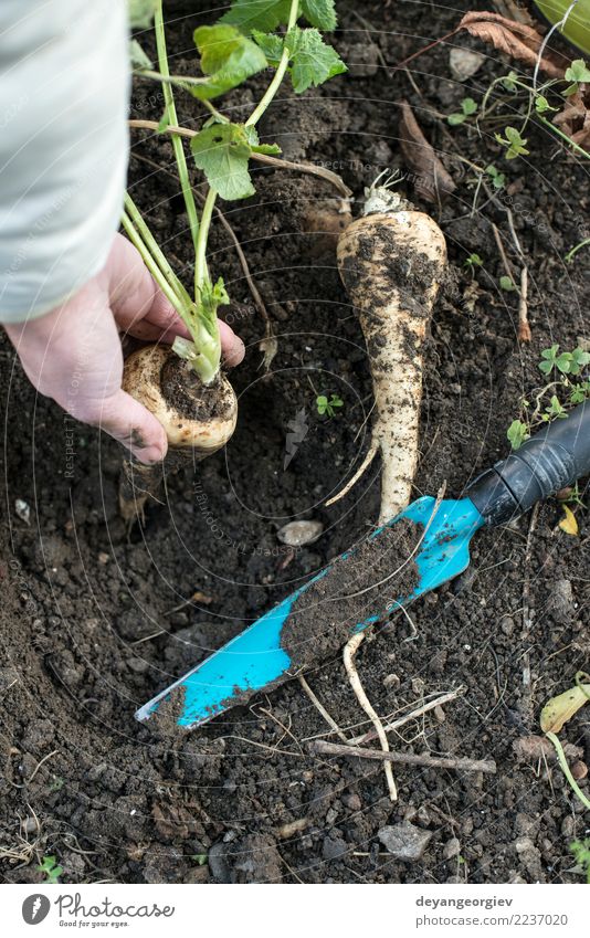 Pastinaken im Garten hautnah Gemüse Vegetarische Ernährung Sommer Gartenarbeit Hand Natur Pflanze Erde Blatt Holz frisch natürlich Pastinakwurzeln Wurzel