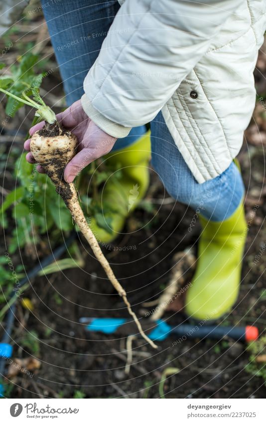 Pastinaken im Garten hautnah Gemüse Vegetarische Ernährung Sommer Gartenarbeit Hand Natur Pflanze Erde Blatt Holz frisch natürlich Pastinakwurzeln Wurzel