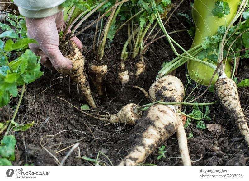 Pastinaken im Garten hautnah Gemüse Vegetarische Ernährung Sommer Gartenarbeit Hand Natur Pflanze Erde Blatt Holz frisch natürlich Pastinakwurzeln Wurzel