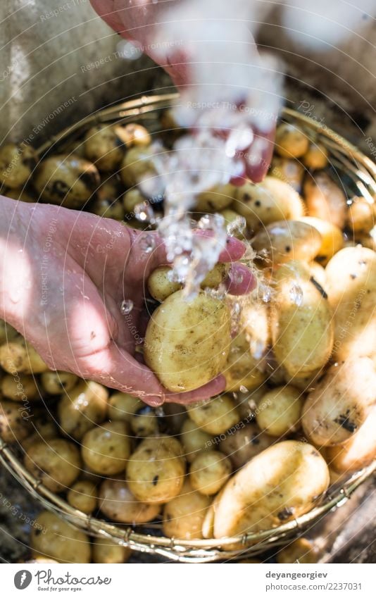 Frisch geerntete Kartoffeln waschen Gemüse Schalen & Schüsseln Frau Erwachsene Hand Pflanze frisch natürlich Sauberkeit grün Wäsche waschen Bauernhof Ackerbau