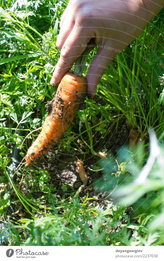 Frau Ernte Karotten Gemüse Vegetarische Ernährung Garten Gartenarbeit Erwachsene Hand Pflanze Erde Wachstum frisch grün Möhre organisch Lebensmittel Haufen