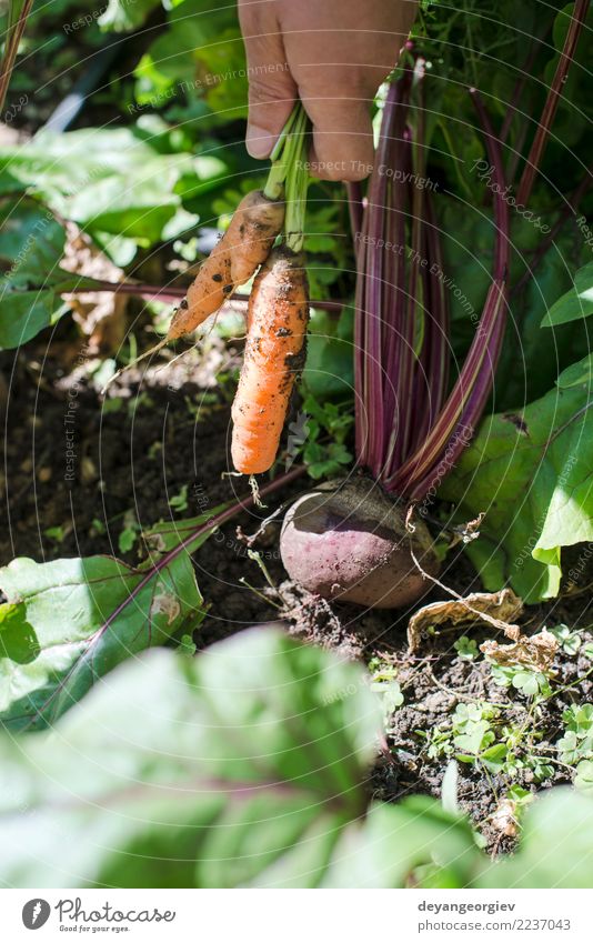 Frau Ernte Karotten und Rote Beete Gemüse Vegetarische Ernährung Diät Garten Gartenarbeit Erwachsene Natur Blatt Holz frisch grün Möhre organisch Gesundheit