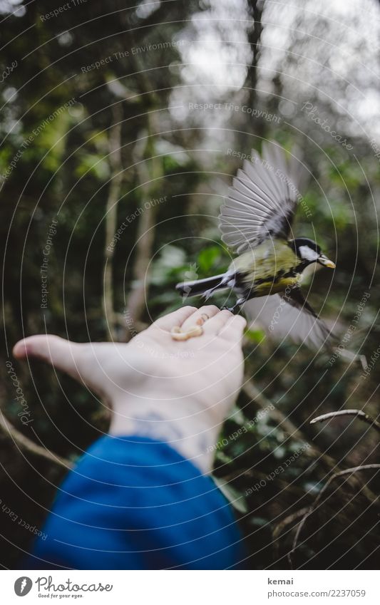 Gespreizte Flügel Lifestyle Leben Freizeit & Hobby Spielen Abenteuer Mensch Hand Handfläche 1 Umwelt Natur Tier Sträucher Park Wildtier Vogel Kohlmeise fliegen