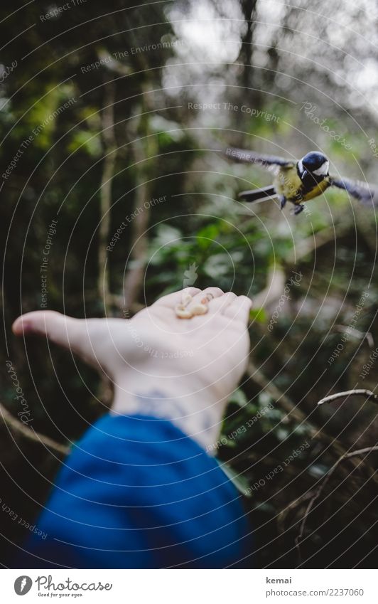 Vorsichtige Annäherung Freizeit & Hobby Spielen Abenteuer Mensch Hand Handfläche 1 Umwelt Natur Tier Sträucher Park Wald Wildtier Vogel Flügel Kohlmeise fliegen