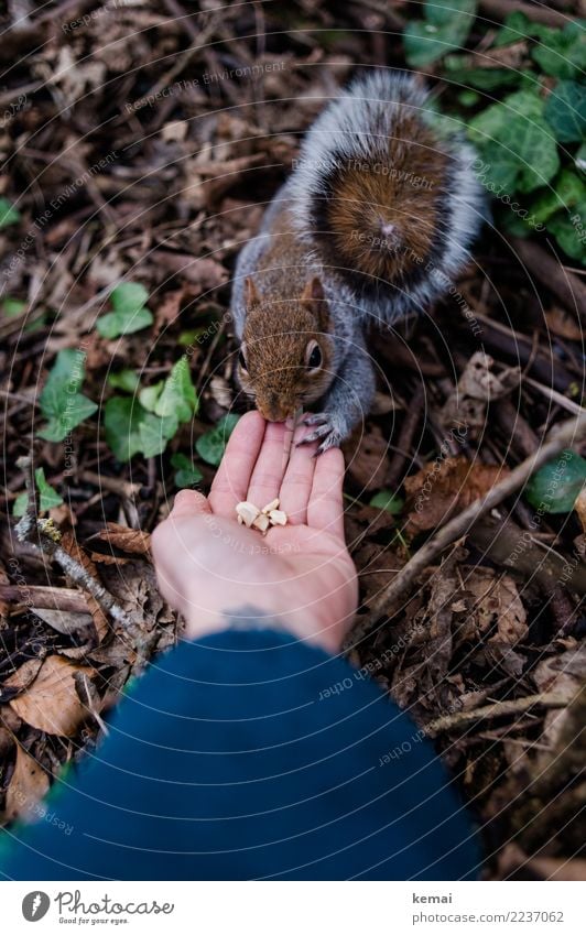 Fingerfood. Nuss Freizeit & Hobby Abenteuer Mensch Hand Handfläche 1 Natur Tier Blatt Park Wildtier Tiergesicht Fell Eichhörnchen Schwanz berühren festhalten