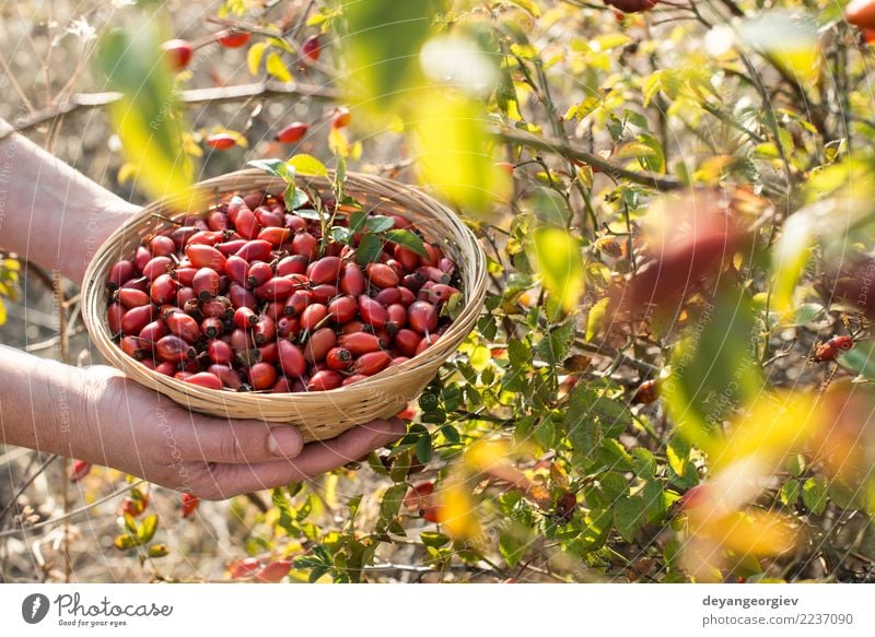 Hagebutte pflücken Frucht Tee Natur Pflanze Blatt Hund natürlich wild rot weiß Roséwein Hagebutten Hüfte Erdöl Medizin Beeren Vitamin Hintergrund Gesundheit