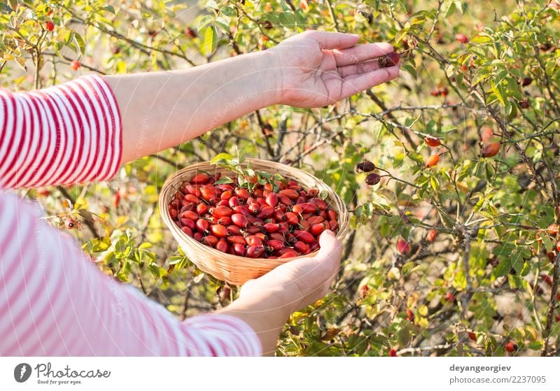 Hagebutte pflücken Frucht Kräuter & Gewürze Medikament Frau Erwachsene Hand Natur Pflanze Herbst Sträucher Blatt Hund natürlich wild rot Roséwein