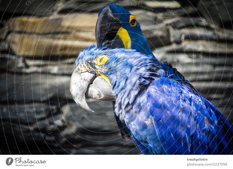 Kopfkraulen II Tier Wildtier Vogel Tiergesicht Flügel Ara Hyazinthara 2 Tierpaar krabbeln Liebe Farbfoto Tierporträt