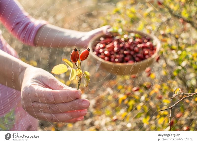 Hagebutte pflücken Frucht Kräuter & Gewürze Medikament Frau Erwachsene Hand Natur Pflanze Herbst Sträucher Blatt Hund natürlich wild rot Roséwein