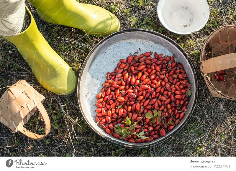 Hagebutte in einem Korb Frucht Tee Natur Pflanze Blatt Hund natürlich wild rot weiß Roséwein Hagebutten Hüfte Erdöl Medizin Beeren Vitamin Hintergrund