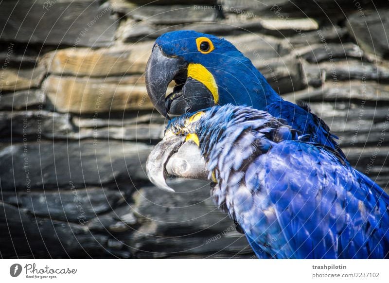 Kopfkraulen Tier Wildtier Vogel Tiergesicht Flügel Hyazinthara Ara 2 Tierpaar krabbeln Reinigen Farbfoto Tag Tierporträt