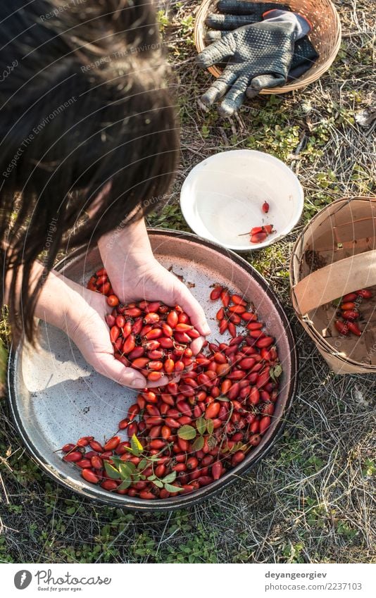 Hagebutte in einem Korb Frucht Tee Natur Pflanze Blatt Hund natürlich wild rot weiß Roséwein Hagebutten Hüfte Erdöl Medizin Beeren Vitamin Hintergrund