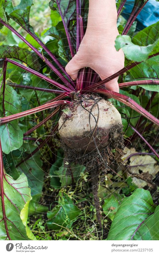 Rote Beete pflücken Gemüse Vegetarische Ernährung Garten Gartenarbeit Natur Pflanze Erde Blatt Wachstum frisch natürlich grün rot Lebensmittel Wurzel organisch