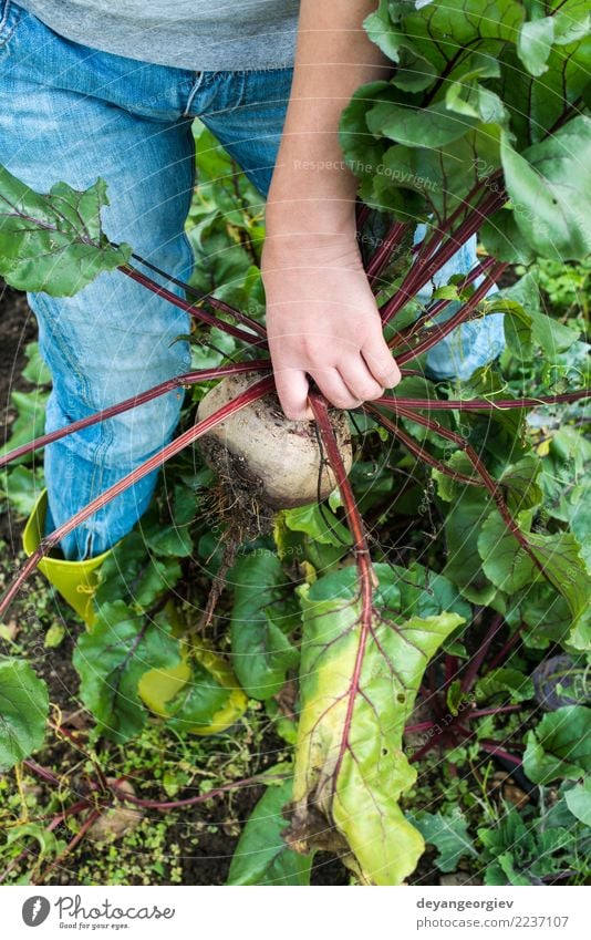 Rote Beete pflücken Gemüse Vegetarische Ernährung Garten Gartenarbeit Natur Pflanze Erde Blatt Wachstum frisch natürlich grün rot Lebensmittel Wurzel organisch