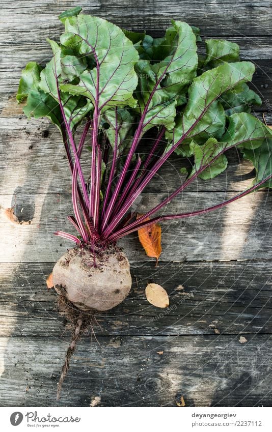 Rote Beete pflücken Gemüse Vegetarische Ernährung Garten Gartenarbeit Natur Pflanze Erde Blatt Wachstum frisch natürlich grün rot Lebensmittel Wurzel organisch