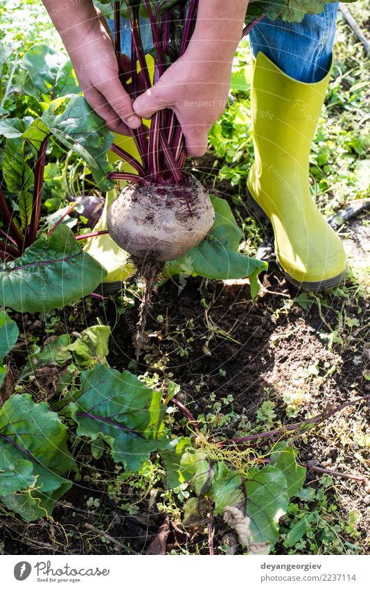 Rote Beete pflücken Gemüse Vegetarische Ernährung Garten Gartenarbeit Natur Pflanze Erde Blatt Wachstum frisch natürlich grün rot Lebensmittel Wurzel organisch