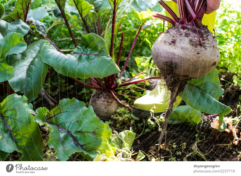 Rote Beete pflücken Gemüse Vegetarische Ernährung Garten Gartenarbeit Natur Pflanze Erde Blatt Wachstum frisch natürlich grün rot Lebensmittel Wurzel organisch