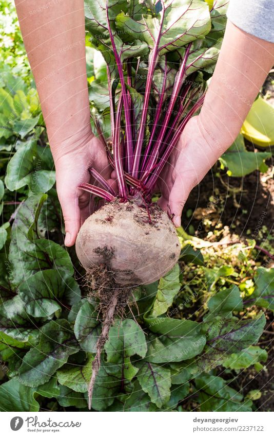 Rote Beete pflücken Gemüse Vegetarische Ernährung Garten Gartenarbeit Natur Pflanze Erde Blatt Wachstum frisch natürlich grün rot Lebensmittel Wurzel organisch