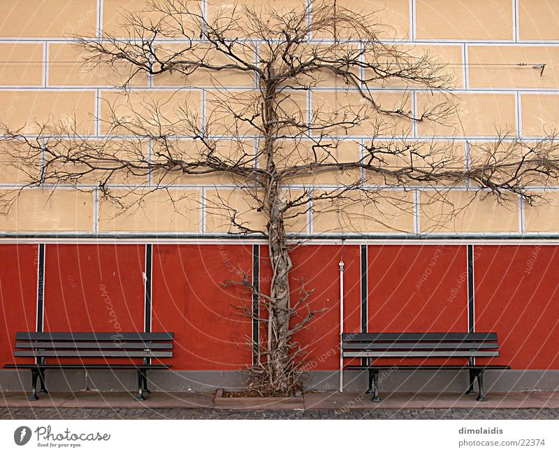 baumkreuz Baum Wand Symmetrie Winter Aschaffenburg Bank Ast pompejanum