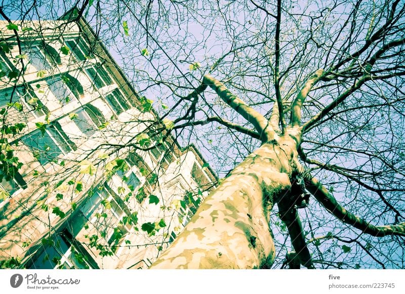 Hamburg Tree Trunk Umwelt Natur Himmel Wolkenloser Himmel Sonne Winter Schönes Wetter Pflanze Baum Grünpflanze Stadt Fußgängerzone Haus Bauwerk Gebäude