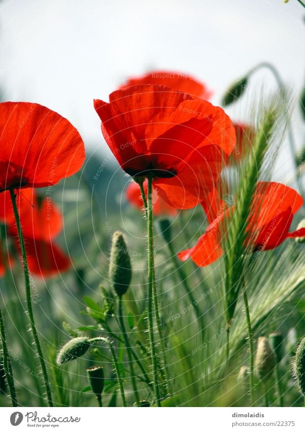 der rote mohn Blume Mohn Blatt Klatschmohn Rauschmittel Blüte Gras Samen Blühend Opium Alkoholisiert