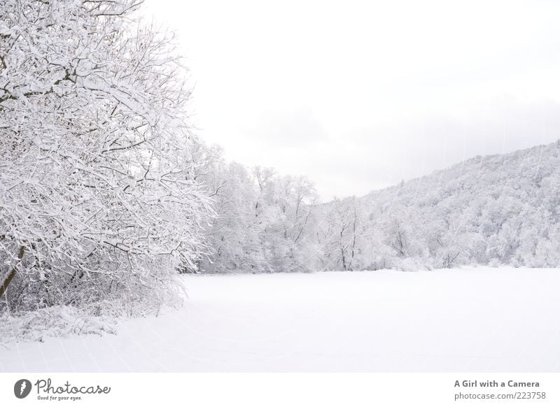 simply white Umwelt Natur Landschaft Winter Wetter Eis Frost Schnee Baum Feld frieren leuchten gigantisch Unendlichkeit natürlich Originalität schön wild weiß