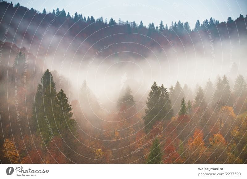 Regen im bunten Herbstwald. Nebelwolken am regnerischen Tag Ferien & Urlaub & Reisen Tourismus Ausflug Ferne Expedition Berge u. Gebirge Umwelt Natur Landschaft